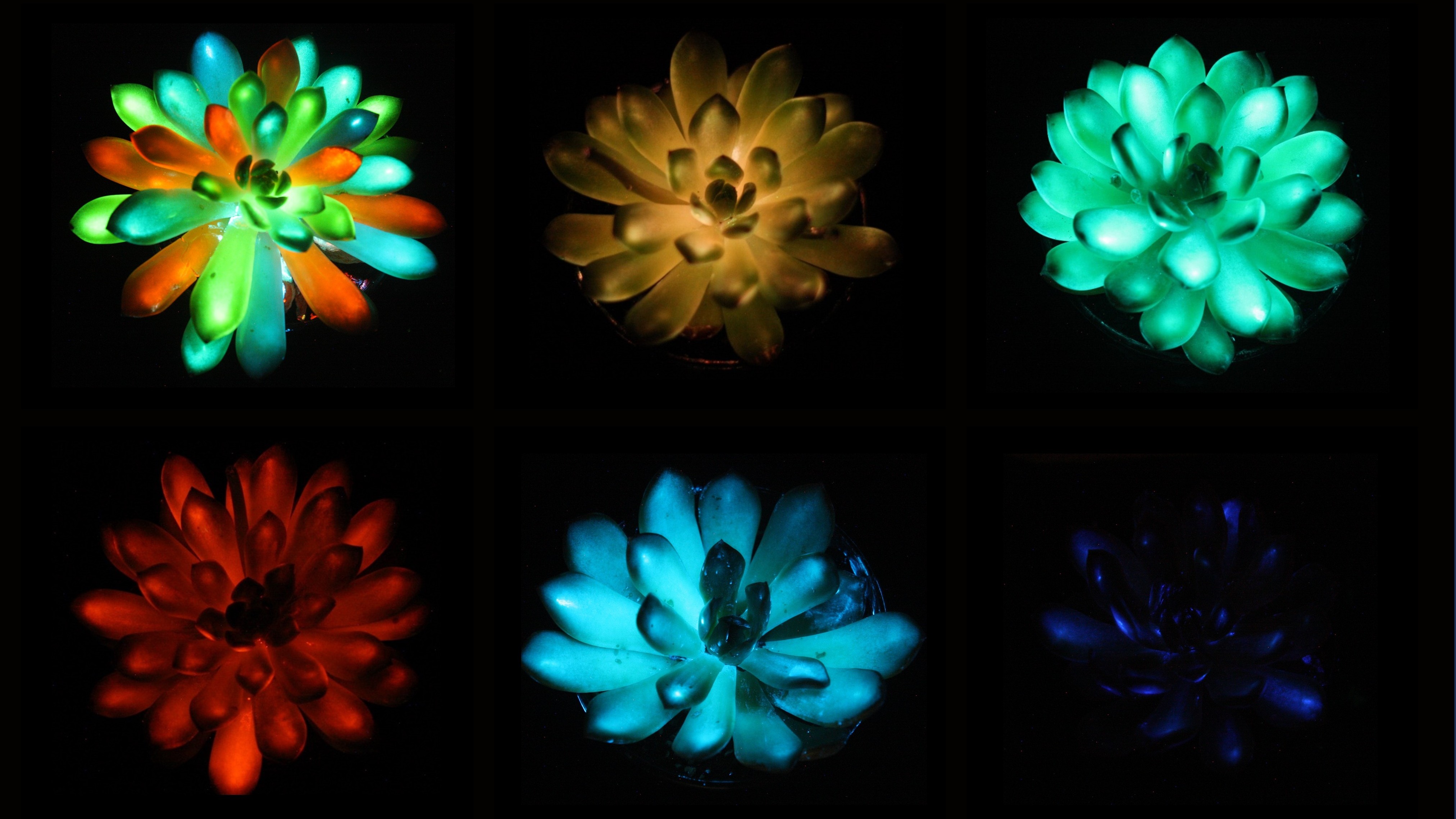 Pictures of luminescent succulents glowing red, green, blue, orange and multicolored.