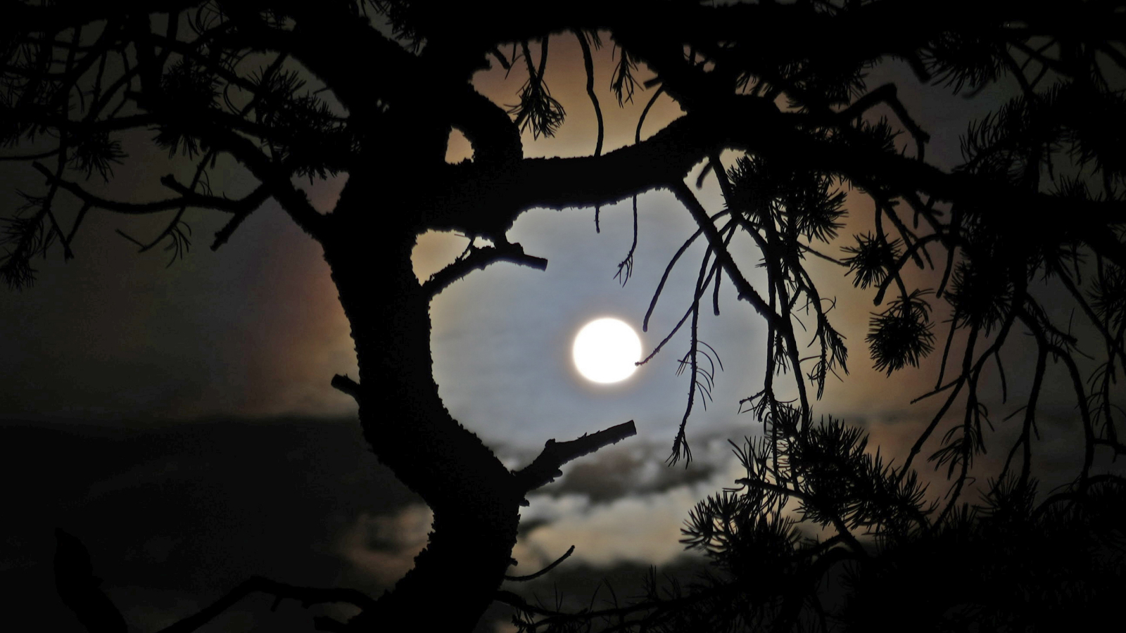 A tree is silhouetted against the full completed Annular Solar Eclipse on October 14, 2023 in Capitol Reef National Park, Utah.