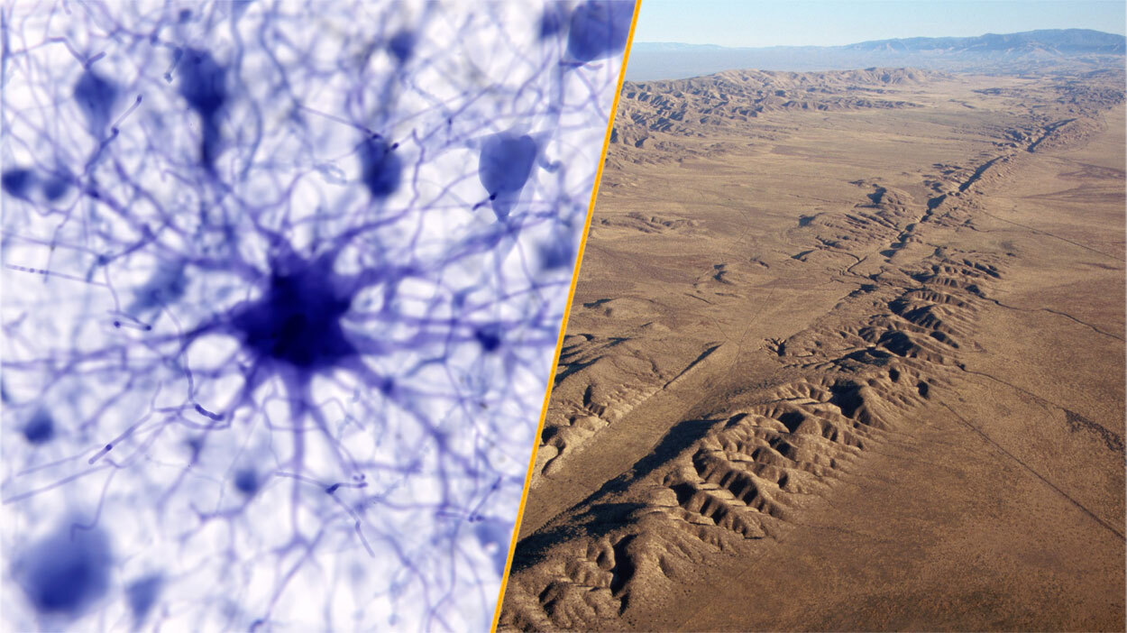 A two-paneled image. On the left, a microscope image of star shaped cells. On the right, an aerial image of the San Andreas Fault