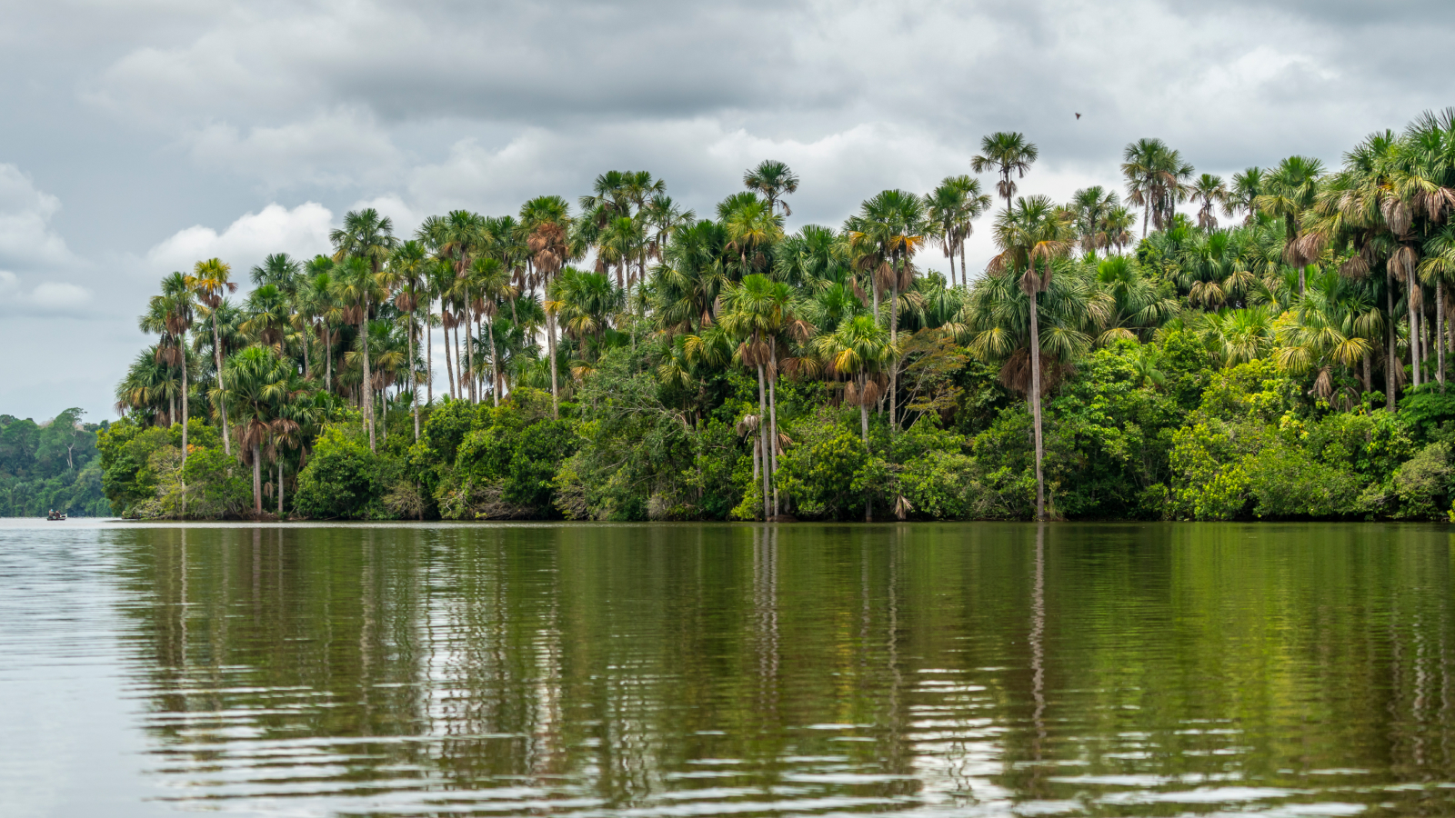 Aguaje palm trees by lake Sandoval.