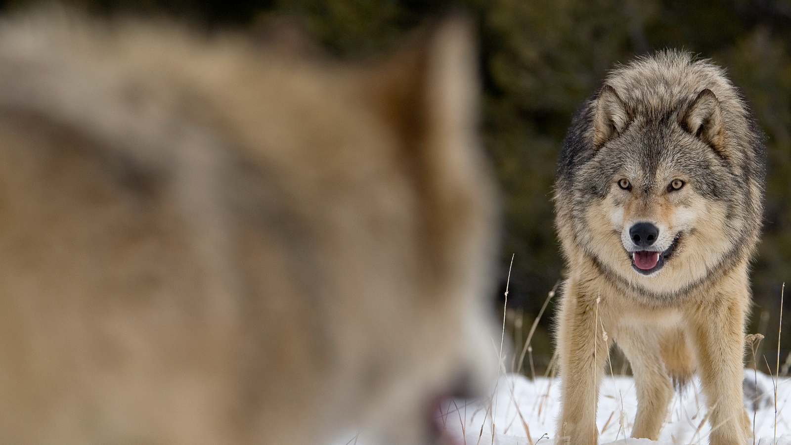 Alpha male Gray Wolf (Canis lupus) Grey Wolf confrontation with beta male wolf in fresh winter snow, Montana, USA.
