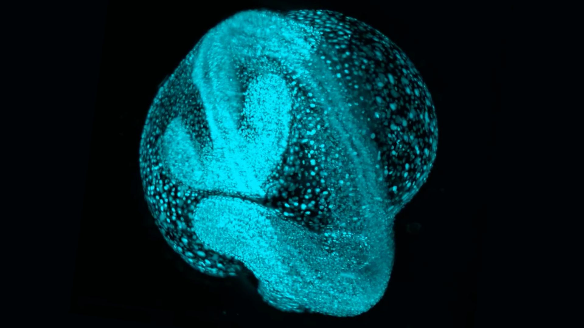 bright blue cells shown assembling into an early embryo, a sphere with a distinct ridge wrapped around it like a belt
