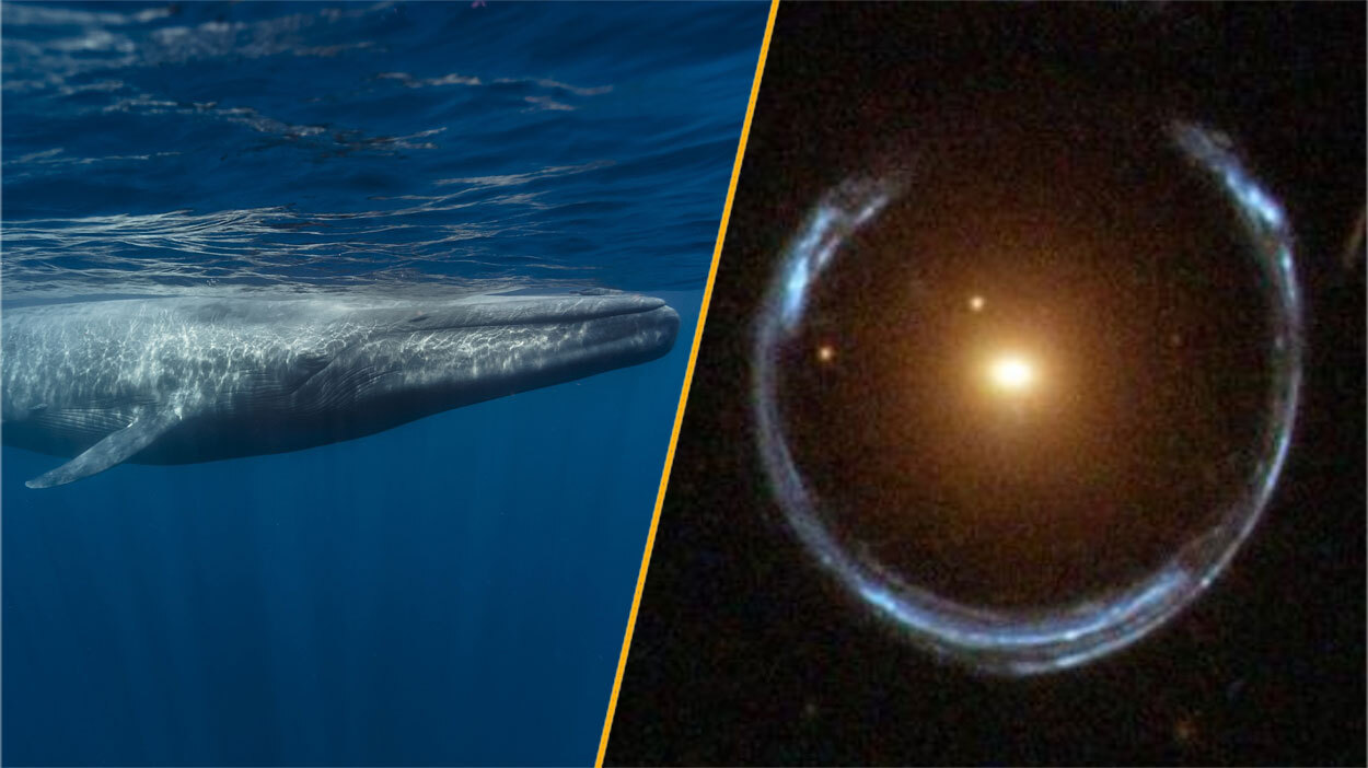 A blue whale and the Cosmic Horseshoe.