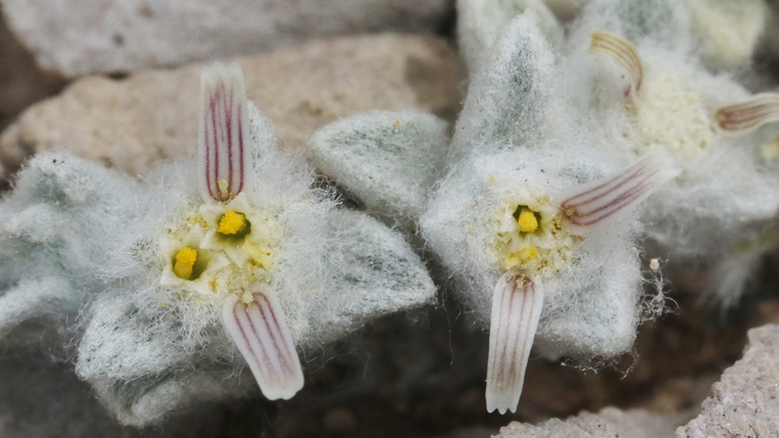 The wooly devil (Ovicula biradiata), a flowering plant that appears soft and fuzzy.