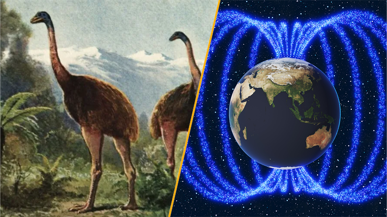 Split image showing an illustration of the giant moa and Earth's magnetic field.